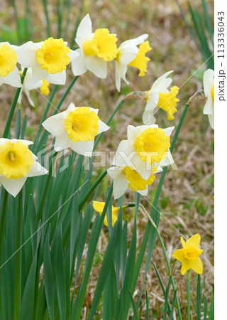 綺麗に咲いた 水仙 綺麗に咲いた 水仙 113336043