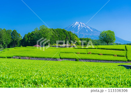 【初夏素材】新緑の大淵笹場の茶畑【静岡県】 【初夏素材】新緑の大淵笹場の茶畑【静岡県】 113336306