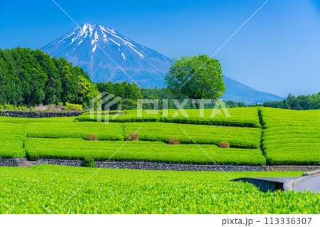 【初夏素材】新緑の大淵笹場の茶畑【静岡県】 113336307