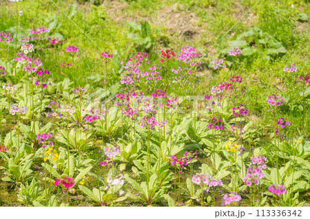 【花素材】九十九谷森林公園のクリンソウ【長野県】 【花素材】九十九谷森林公園のクリンソウ【長野県】 113336342