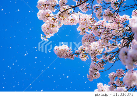 【桜吹雪素材】桜と青空と桜吹雪イメージ【長野県】 113336373