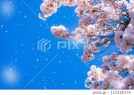 【桜吹雪素材】桜と青空と桜吹雪イメージ【長野県】 【桜吹雪素材】桜と青空と桜吹雪イメージ【長野県】 113336374