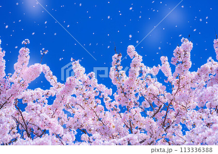 【桜吹雪素材】桜と青空と桜吹雪イメージ【長野県】 113336388