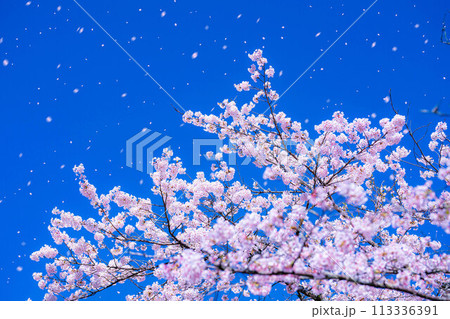 【桜吹雪素材】桜と青空と桜吹雪イメージ【長野県】 【桜吹雪素材】桜と青空と桜吹雪イメージ【長野県】 113336391