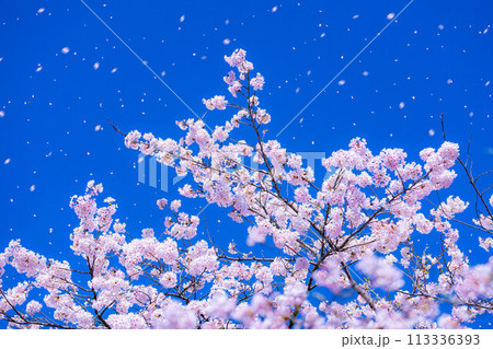 【桜吹雪素材】桜と青空と桜吹雪イメージ【長野県】 113336393