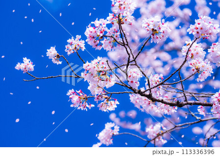 【桜吹雪素材】桜と青空と桜吹雪イメージ【長野県】 113336396
