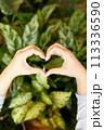 Woman's hands shaking heart in front of green blossoms 113336590