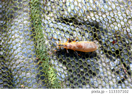 フタツメカワゲラの成虫 フタツメカワゲラの成虫 113337102