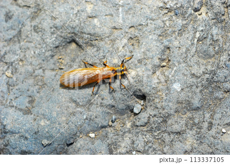 フタツメカワゲラの成虫 113337105