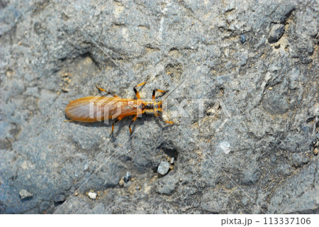 フタツメカワゲラの成虫 フタツメカワゲラの成虫 113337106