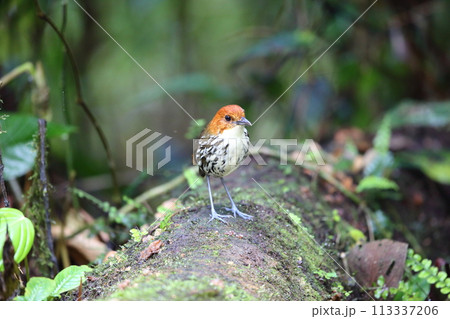 クリガシラジアリドリ クリガシラジアリドリ 113337206