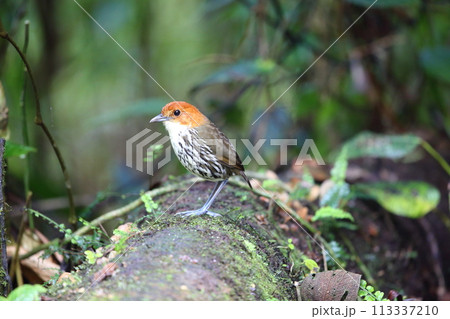 クリガシラジアリドリ クリガシラジアリドリ 113337210