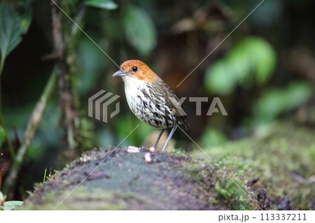 クリガシラジアリドリ 113337211