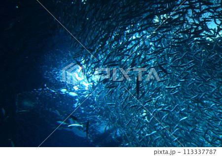 水中から見上げた魚 水中から見上げた魚 113337787