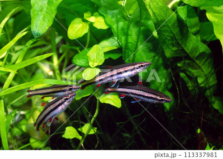 ペンシルフィッシュ　スリーラインペンシルフィッシュ　アクアリウム 113337981