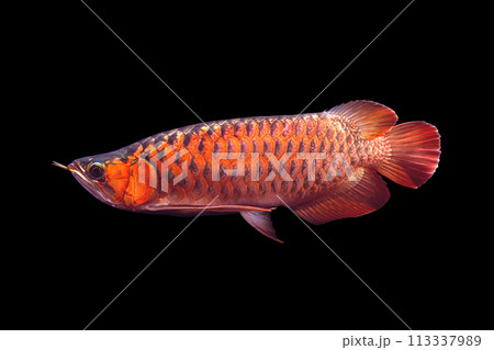 アジアアロワナ レッドアロワナ 黒バック アジアアロワナ レッドアロワナ 黒バック 113337989