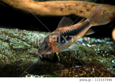 コリドラス　アエネウス　コリドラス・アエネウス 113337996