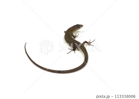 カナヘビ S 白バック カナヘビ S 白バック 113338006