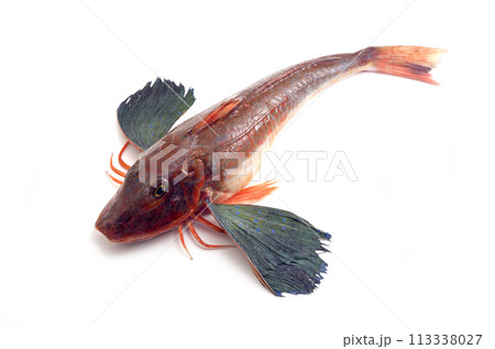 ホウボウ 食材 白バック ホウボウ 食材 白バック 113338027