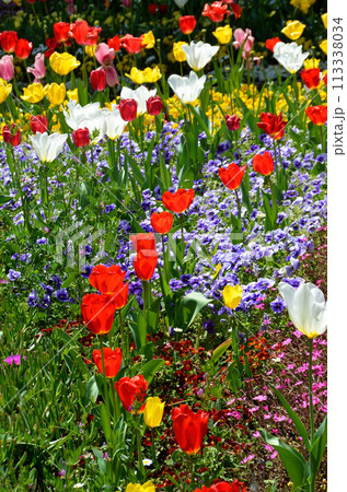 賑やかな花壇 春の花壇 賑やかな花壇 春の花壇 113338034