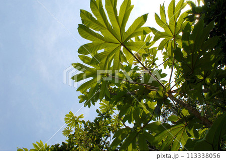 カミヤツデ　ツウダツボク 113338056