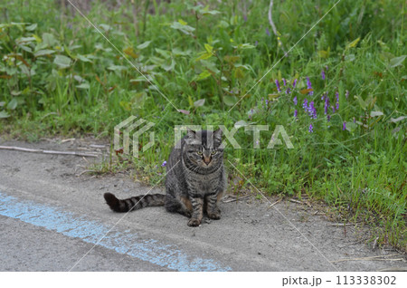 道端でお座りするとら猫 113338302