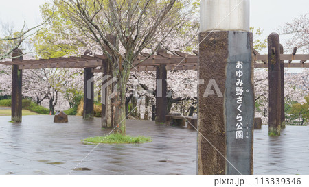 【千葉県千葉市】おゆみ野さくら公園と桜 【千葉県千葉市】おゆみ野さくら公園と桜 113339346