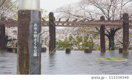 【千葉県千葉市】おゆみ野さくら公園と桜 【千葉県千葉市】おゆみ野さくら公園と桜 113339349