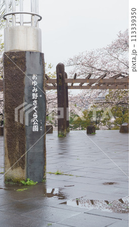 【千葉県千葉市】おゆみ野さくら公園と桜 【千葉県千葉市】おゆみ野さくら公園と桜 113339350