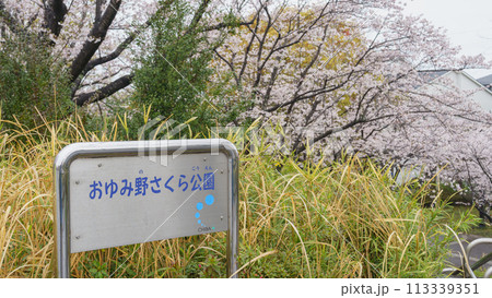 【千葉県千葉市】おゆみ野さくら公園と桜 【千葉県千葉市】おゆみ野さくら公園と桜 113339351