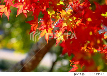色づくイロハモミジ 鮮やか 色づくイロハモミジ 鮮やか 113339513