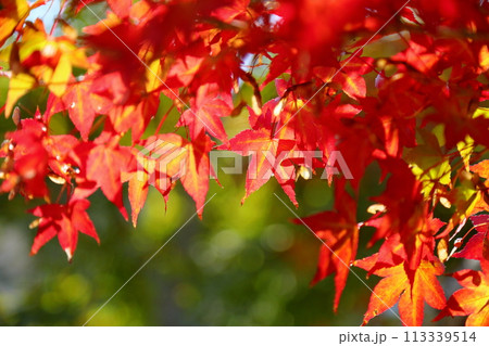 色づくイロハモミジ　鮮やか 113339514