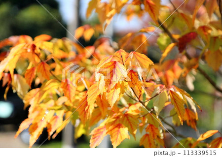 綺麗 色づくトウカエデの葉 綺麗 色づくトウカエデの葉 113339515