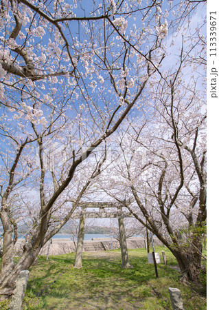 神社にある桜と鳥居 113339671