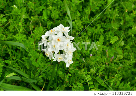 水仙 水仙 113339723