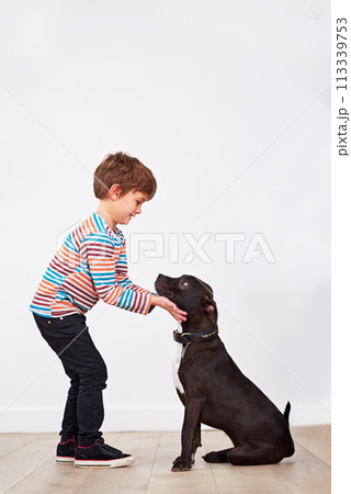 Happy child, dog and kid playing with pet, having fun and bonding together for connection at home by a wall on mockup space. Young boy, canine and touch animal with care, love and friendship of owner Happy child, dog and kid playing with pet, having fun and bonding together for connection at home by a wall on mockup space. Young boy, canine and touch animal with care, love and friendship of owner 113339753