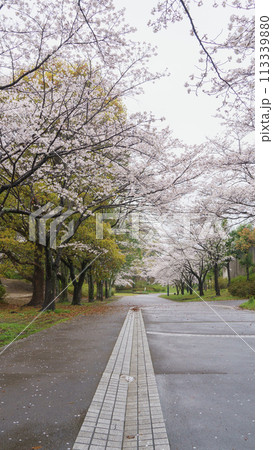 【千葉県千葉市】四季の道(春の道・おゆみ野さくら公園付近) 【千葉県千葉市】四季の道(春の道・おゆみ野さくら公園付近) 113339880