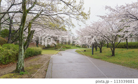 【千葉県千葉市】四季の道(春の道・おゆみ野さくら公園付近) 113339881
