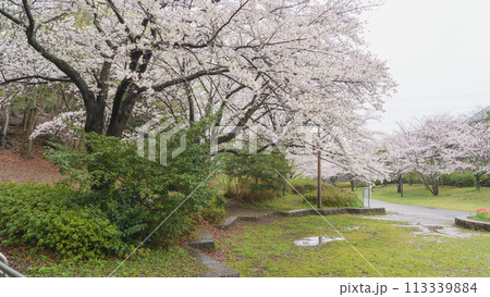 【千葉県千葉市】四季の道(春の道・おゆみ野さくら公園付近) 113339884