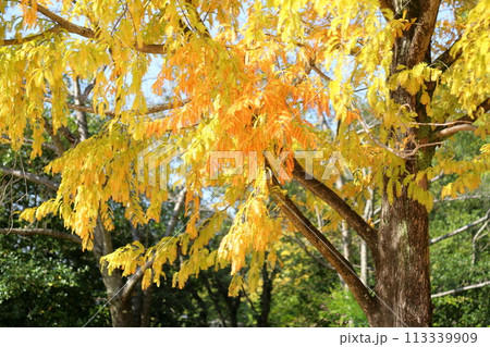 黄葉 メタセコイアの葉 黄葉 メタセコイアの葉 113339909
