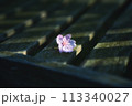 ベンチに置かれた一輪の桜 113340027