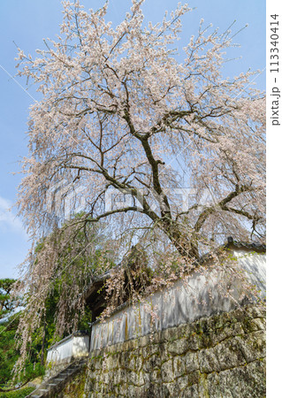 松平郷・光月院のシダレ桜（愛知県豊田市）家康公御手植 113340414