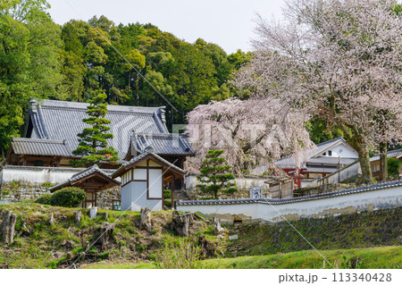 松平郷・光月院のシダレ桜(愛知県豊田市) 松平郷・光月院のシダレ桜(愛知県豊田市) 113340428