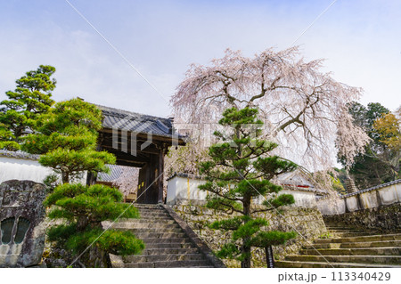 松平郷・光月院のシダレ桜（愛知県豊田市） 113340429