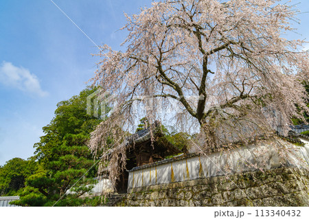 松平郷・光月院のシダレ桜（愛知県豊田市）家康公御手植 113340432