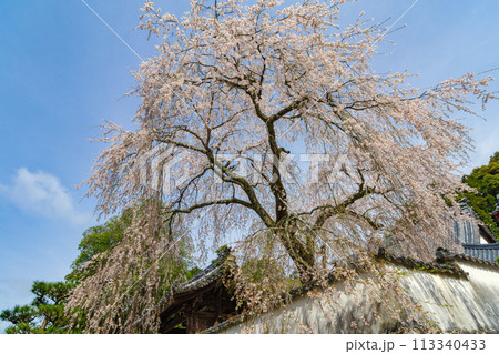 松平郷・光月院のシダレ桜(愛知県豊田市)家康公御手植 松平郷・光月院のシダレ桜(愛知県豊田市)家康公御手植 113340433