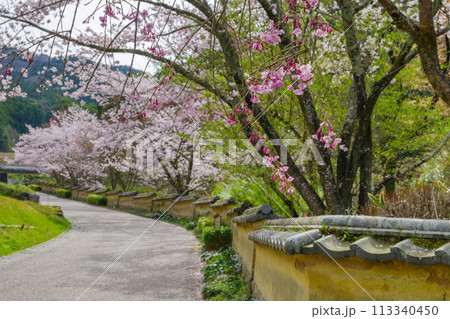 松平郷の室町塀と桜(愛知県豊田市) 松平郷の室町塀と桜(愛知県豊田市) 113340450