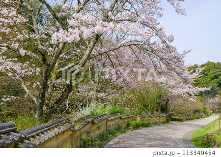松平郷の室町塀と桜（愛知県豊田市） 113340454