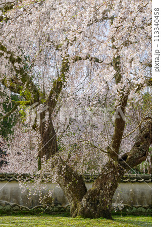 松平郷・光月院のシダレ桜（愛知県豊田市）家康公御手植 113340458