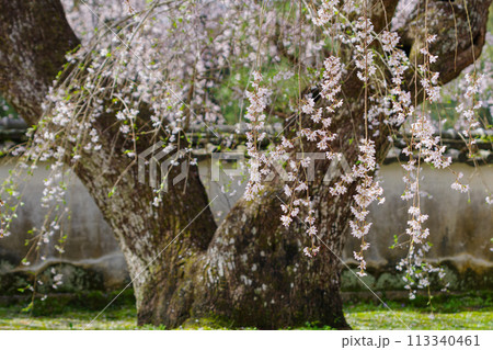 松平郷・光月院のシダレ桜（愛知県豊田市）家康公御手植 113340461